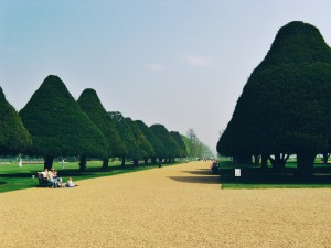 Hampton court copaci 300x225 