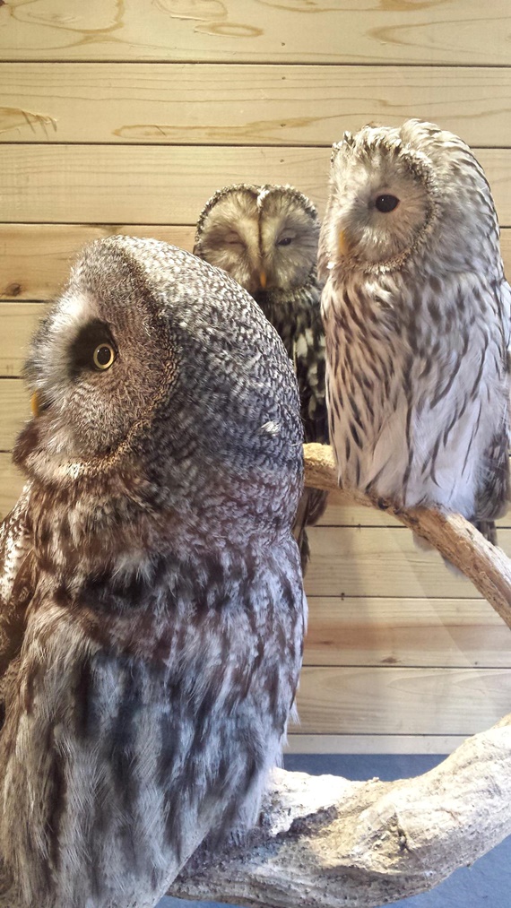 bird cafe1 