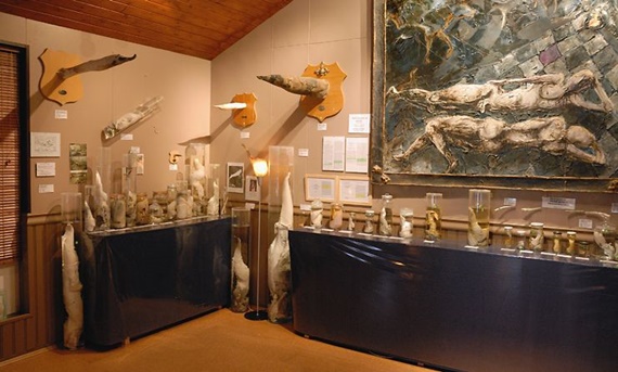 Husavik Phallusmuseum 