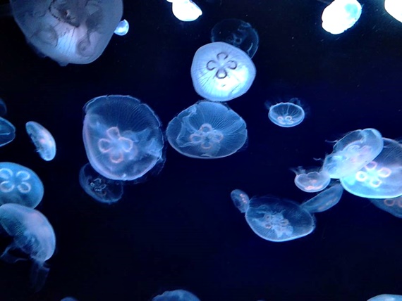 Sunshine Aquarium 1 
