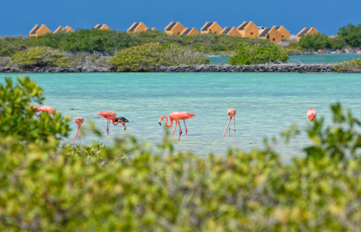 bonaire flamingos 