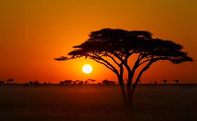 tanzania serengeti sunrise acacia tree