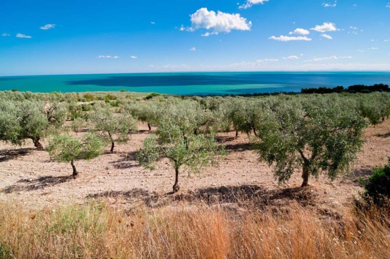 apulia olive trees and adriatic sea.jpg