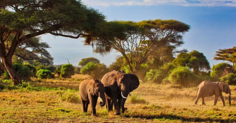 Park Narodowy, Kenia © Shutterstock