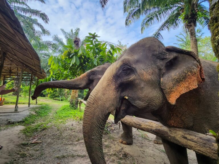 Krabi Elephant Sanctuary, Krabi, Tajlandia © Shutterstock