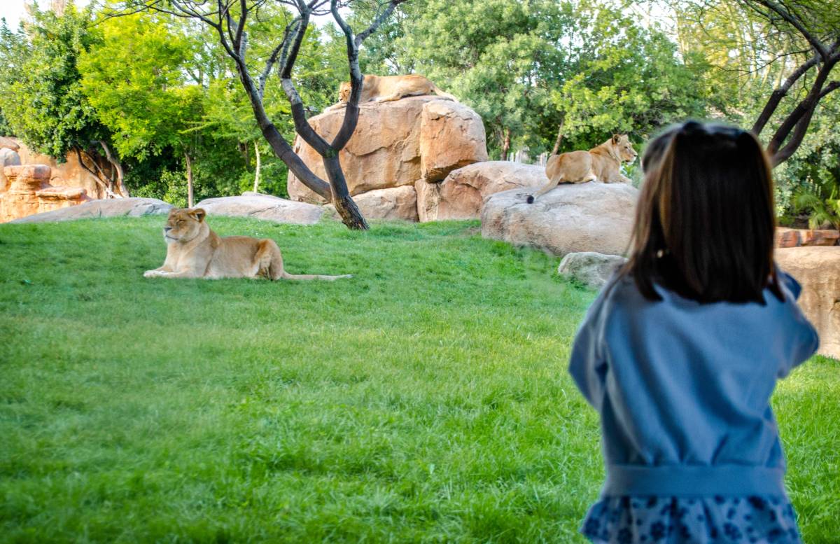Dziewczyna obserwująca lwy na trawie w zoo © Shutterstock