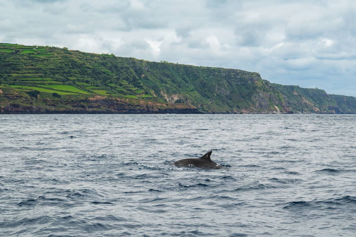 Delfin pływający na powierzchni Oceanu Atlantyckiego w pobliżu wyspy Sao Miguel, Azory, Portugalia © Shutterstock