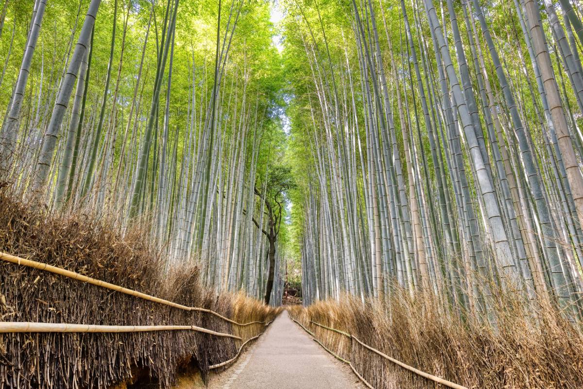 Las bambusowy w Kioto, Japonia © Shutterstock