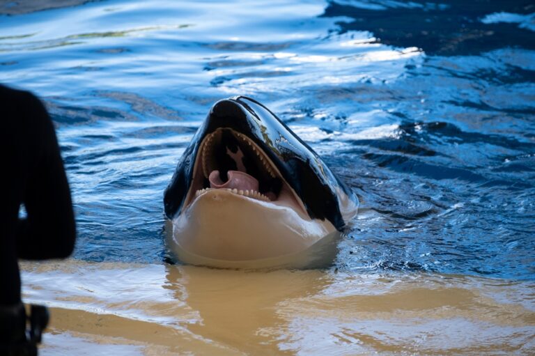 Loro Parque, Teneryfa, Hiszpania © Shutterstock