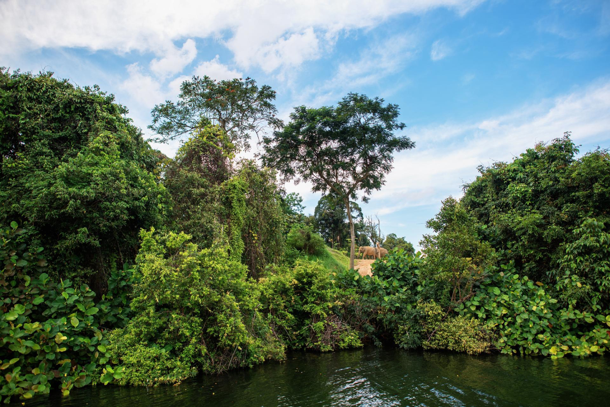 Bujna zielona panorama, woda w oddali, zoo w Singapurze
Zdjęcie przedstawia bujny, zielony krajobraz z akwenem wodnym na pierwszym planie. Gęste liście i drzewa pokrywają brzegi, tworząc atmosferę przypominającą dżunglę. W oddali widoczne jest trawiaste wzgórze, na którym znajduje się coś, co wygląda jak budowla lub ogrodzenie. Niebo jest błękitne z rozrzuconymi chmurami, tworząc jasne tło dla tej sceny.