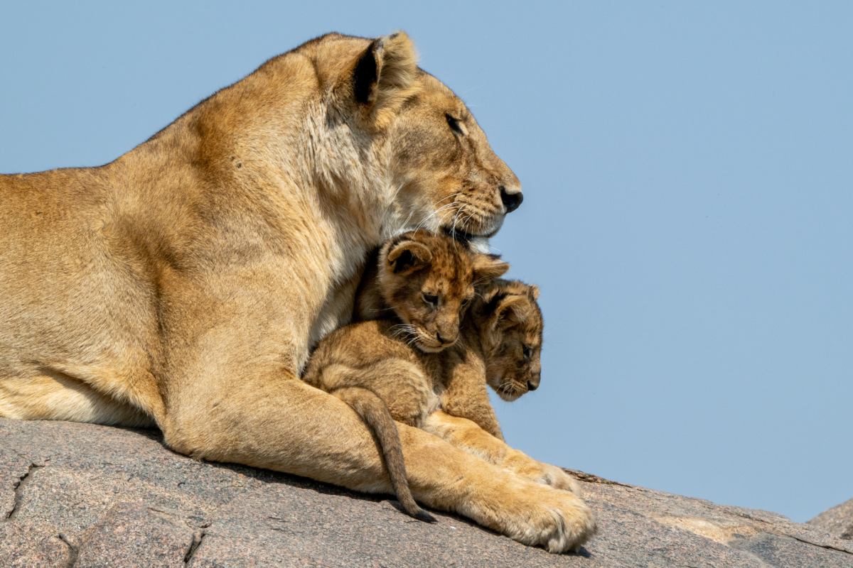 Lwica odpoczywająca z młodymi w Parku Narodowym Serengeti