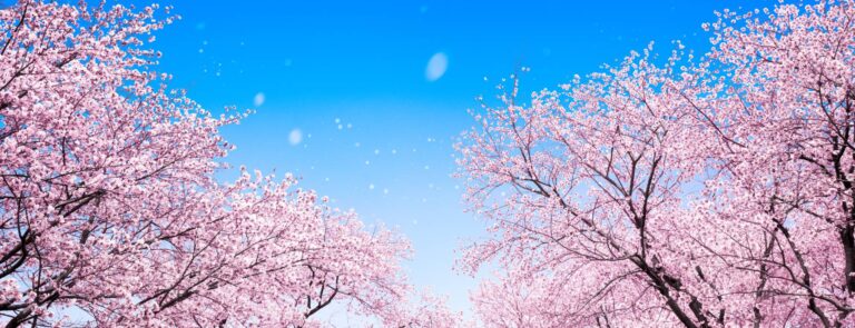 Panorama japońskiego drzewa wiśniowego wiosną © Shutterstock