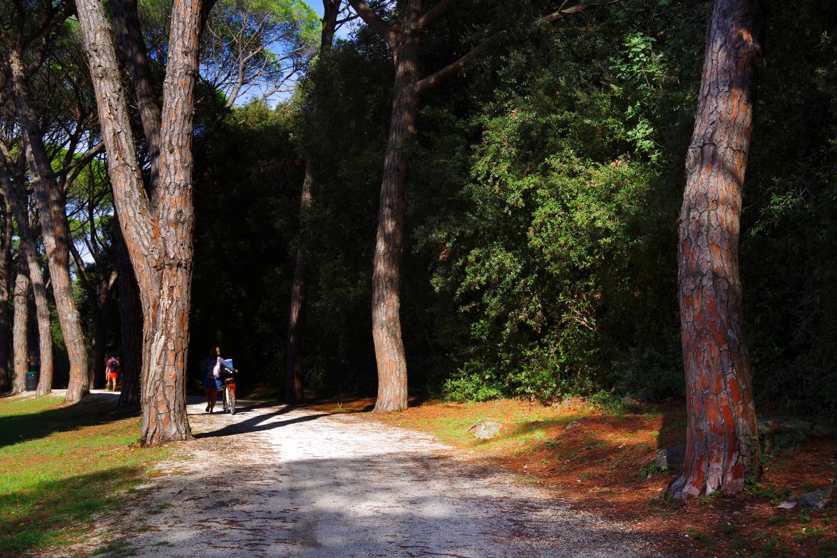 Park Leśny Złoty Przylądek, Rovinj– Istria, Chorwacja © Shutterstock