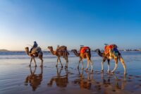 Plaża w Essaouira Maroko Afryka © Shutterstock