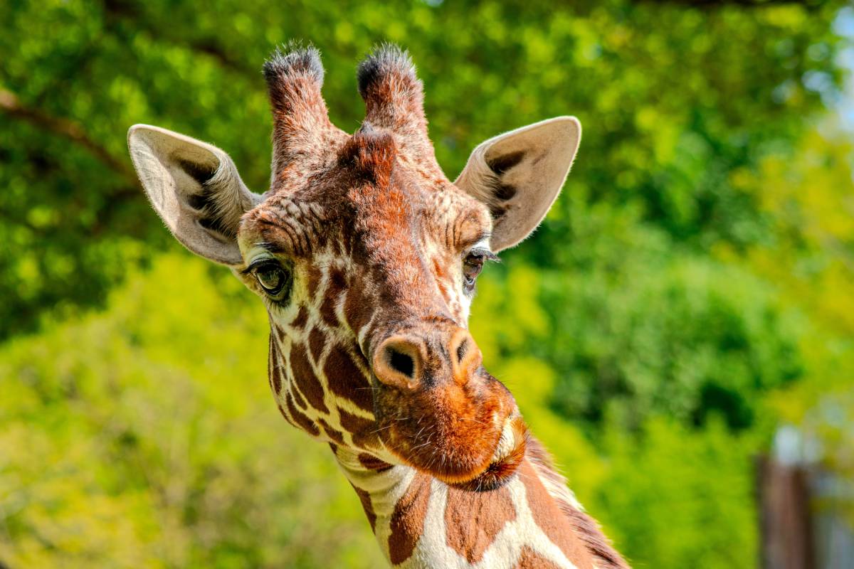 Portret żyrafy w kopenhaskim zoo © Shutterstock