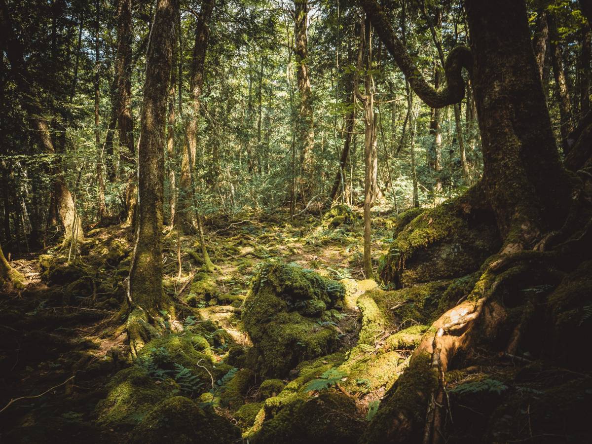 Spokojne letnie popołudnie w lesie Aokigahara © Shutterstock
