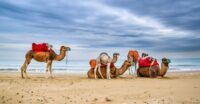 Wielbłądy na plaży w Tunezji © Shutterstock
