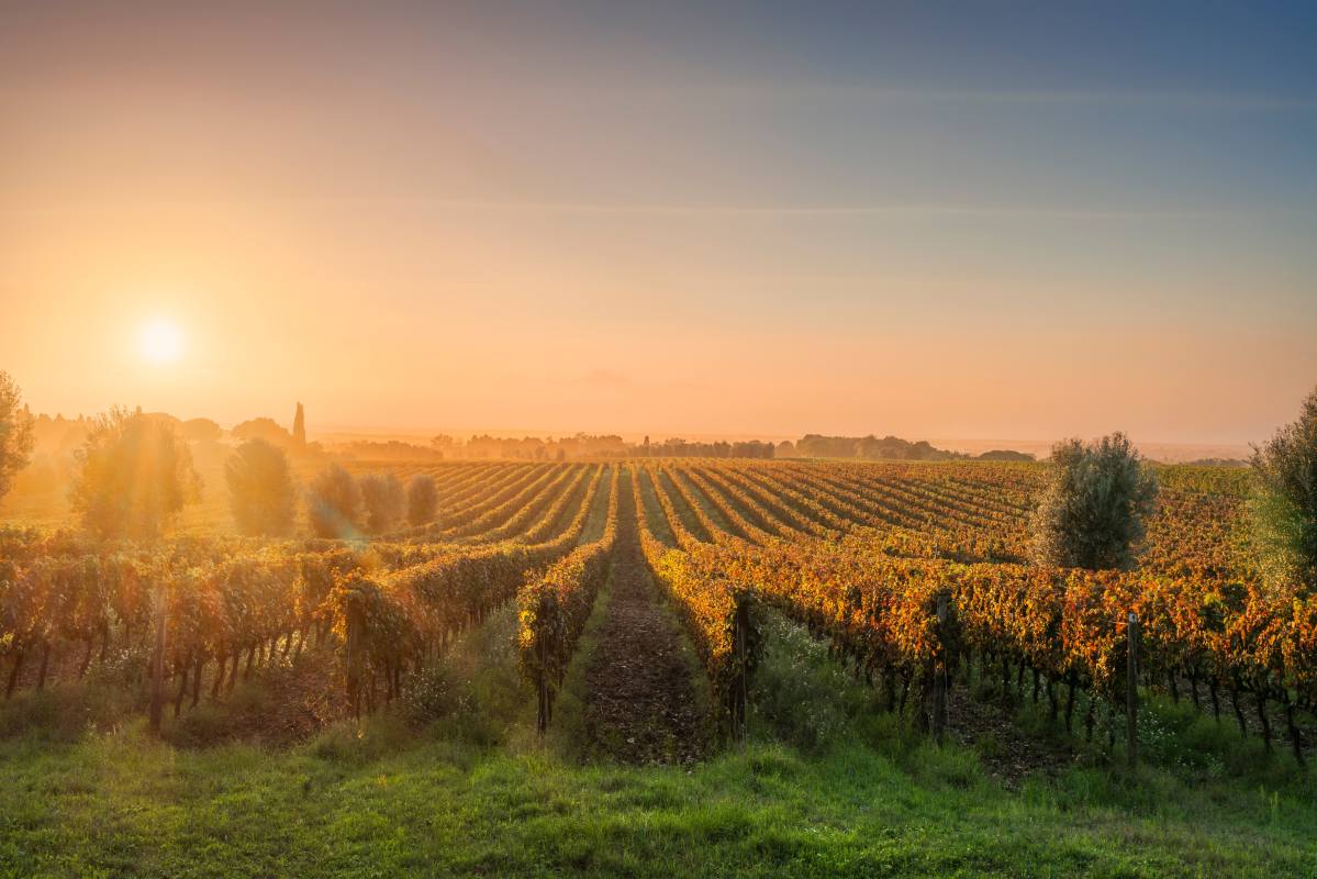 Winnice Bolgheri, Alta Maremma, Toskania, Włochy © Shutterstock