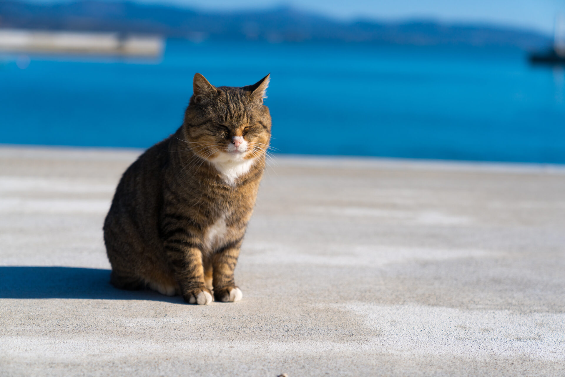 Wyspa kotów Tashirojima w Japonii © Shutterstock