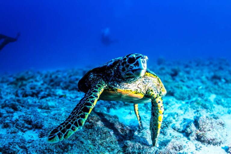 Żółw na nurkowaniu na wyspie Mauritus © Shutterstock