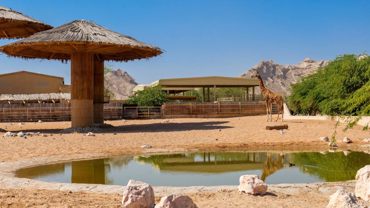 Żyrafy w Al Ain Zoo w Abu Zabi, ZEA © Shutterstock