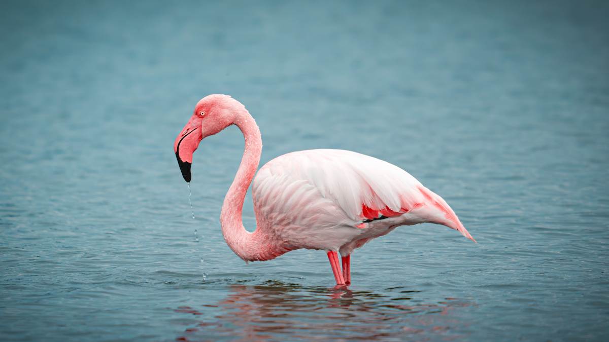 Flaming na Sardynii © Shutterstock