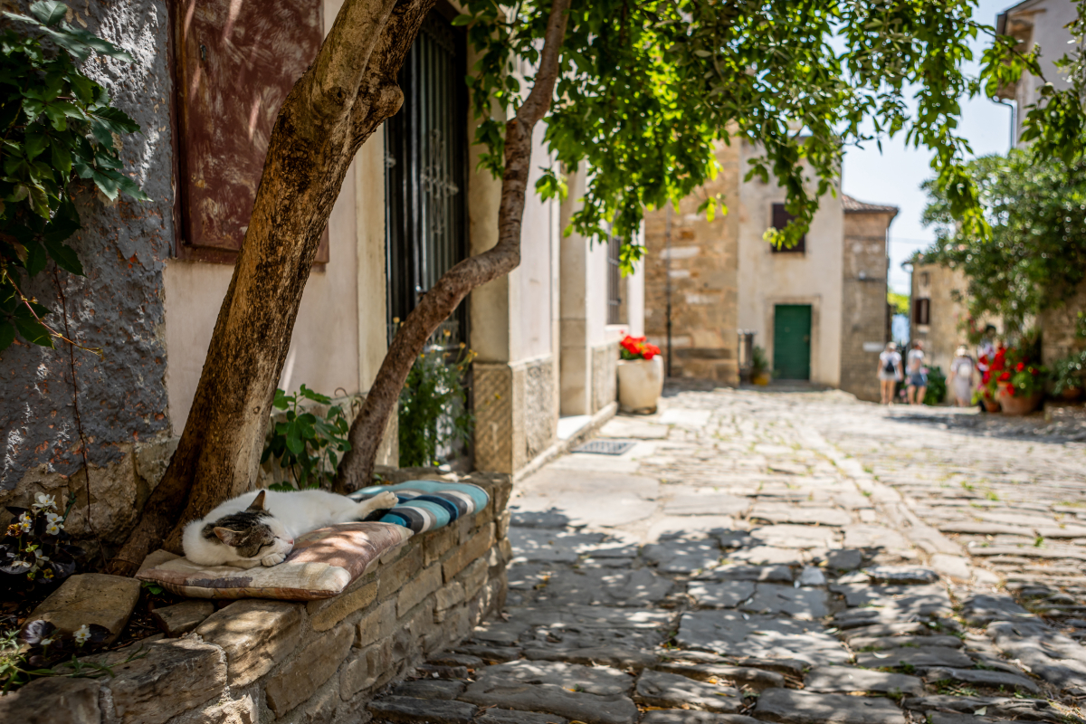 Urokliwa uliczka w Grožnjanie w Chorwacji z kamiennym murem, drzewami i śpiącym kotem w cieniu – klimatyczne miasteczko artystów na Istrii.