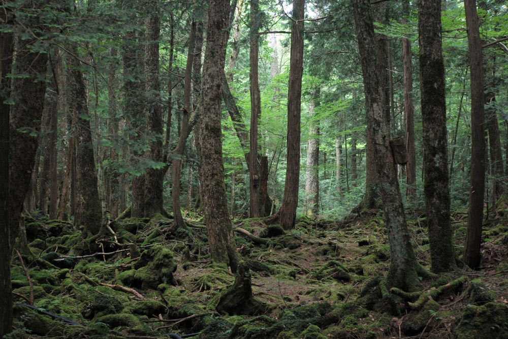 Gęsty las Aokigahara w Japonii z omszałymi drzewami i bujną roślinnością