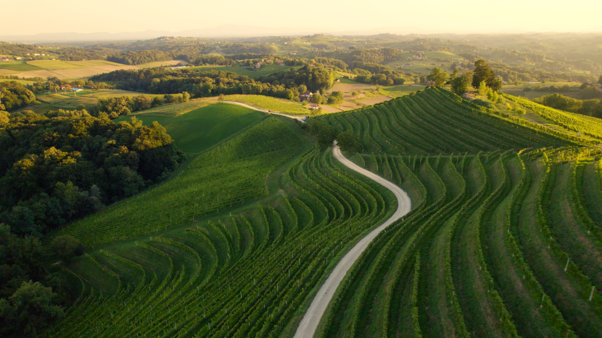 Malownicze winnice w regionie Međimurje w Chorwacji o zachodzie słońca, z krętymi ścieżkami i zielonymi wzgórzami rozciągającymi się po horyzont.