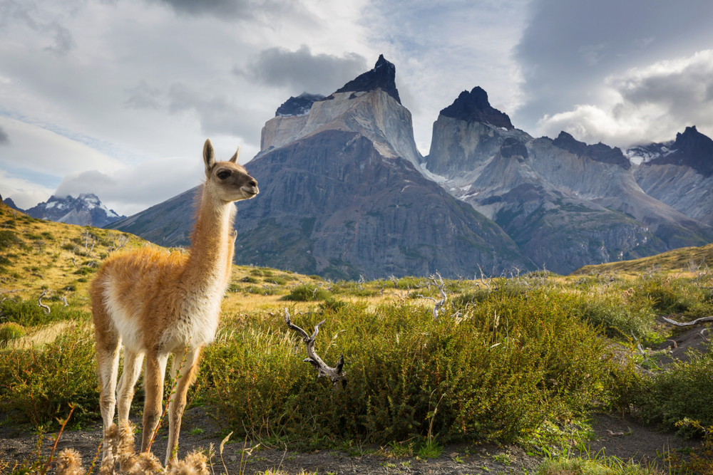 Górski krajobraz Parku Narodowego Torres del Paine w chilijskiej Patagonii z zielonymi krzewami i skalistymi szczytami w tle