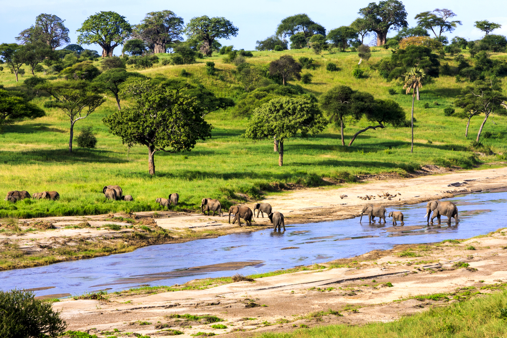 Stado słoni afrykańskich przekraczające rzekę w Parku Narodowym Serengeti w Tanzanii podczas safari