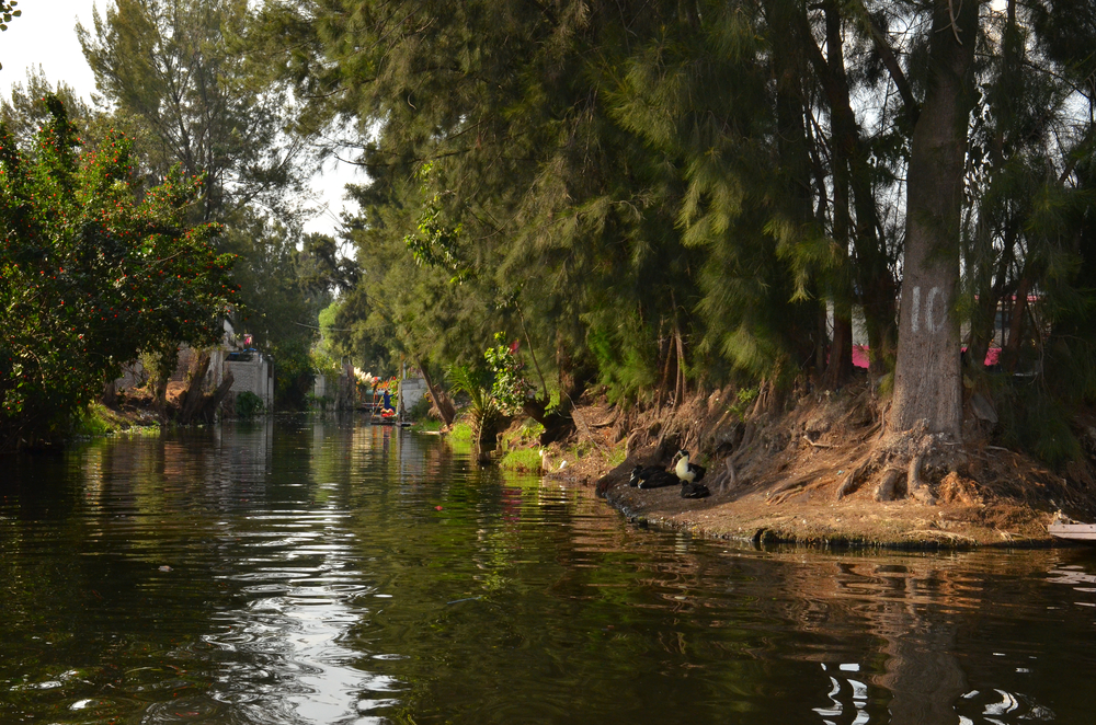 Kanały Xochimilco prowadzące do Wyspy Lalek, jednej z najbardziej niezwykłych atrakcji Meksyku